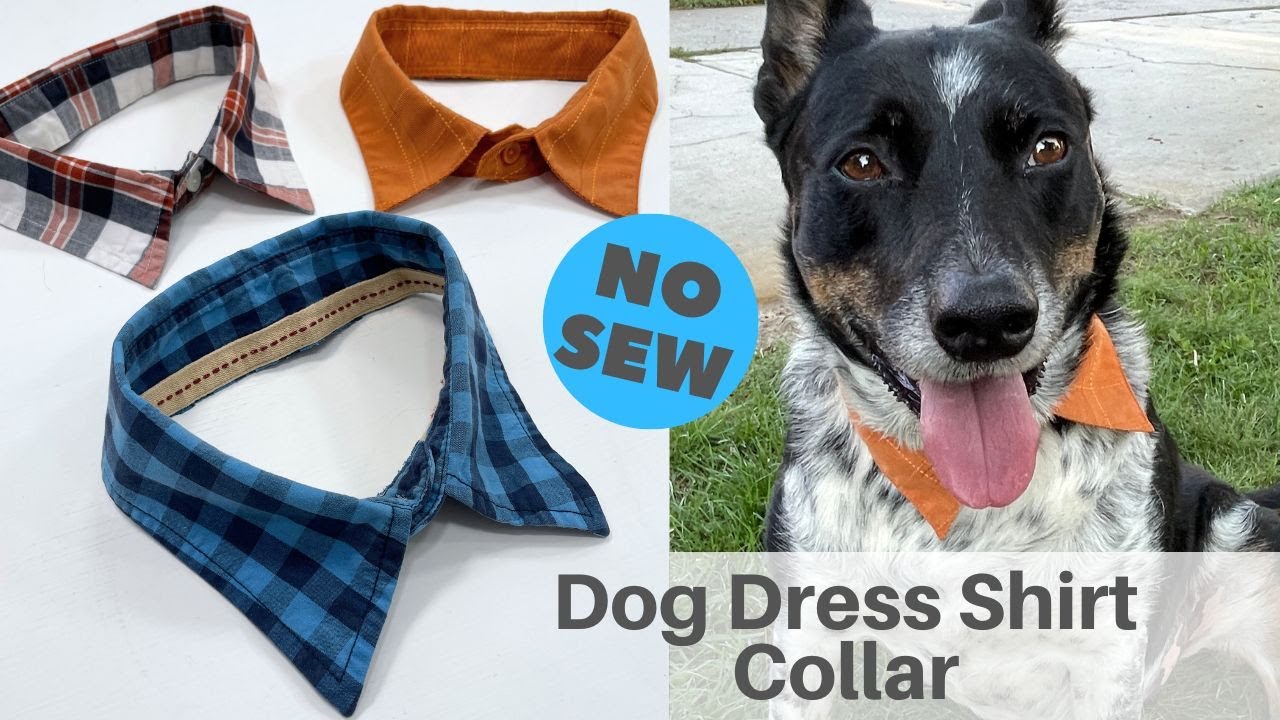 DIY Dog Dress Shirt Collar // Simple No-Sew Project