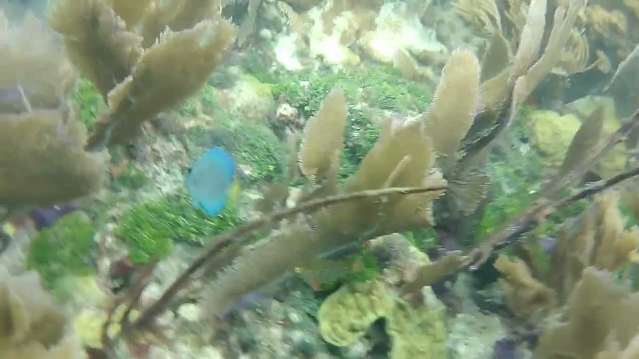 Sea Fan Garden Keys - Mermaid POV
