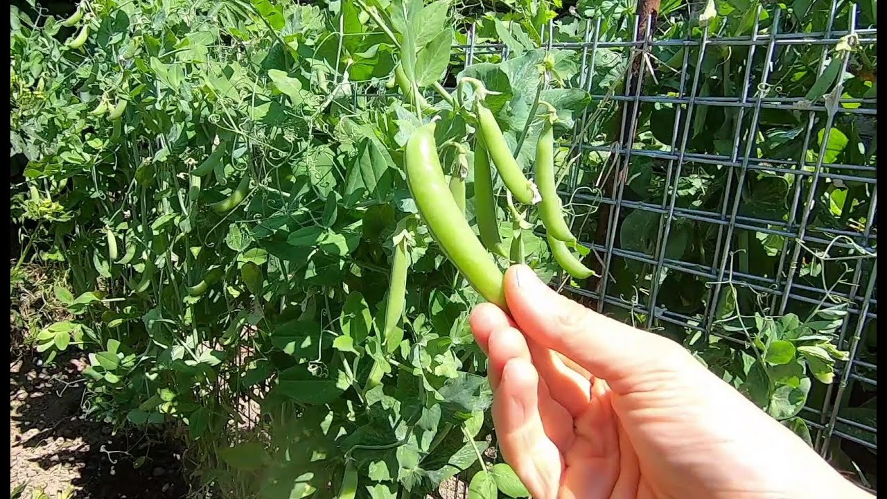 Culture du petit pois croquetout Sugar Snap Delikett au potager