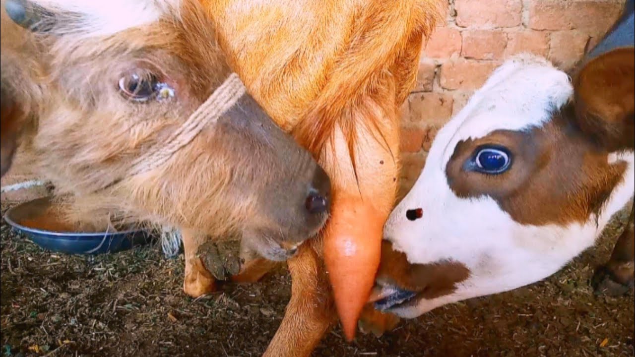 Calf And Buffalo Baby Drinking Goat Milk//Latest Video 😋