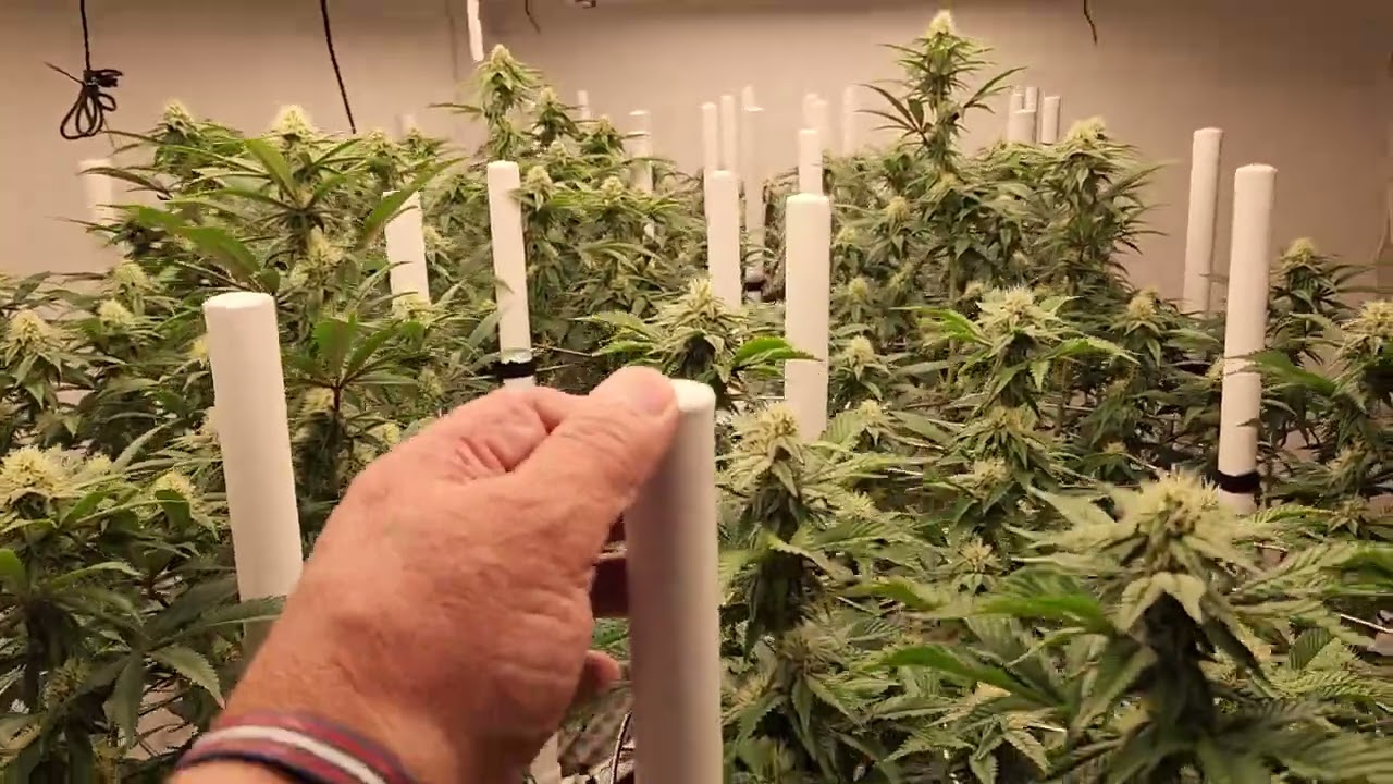 Day 28 of flower and the buds are on schedule 😉