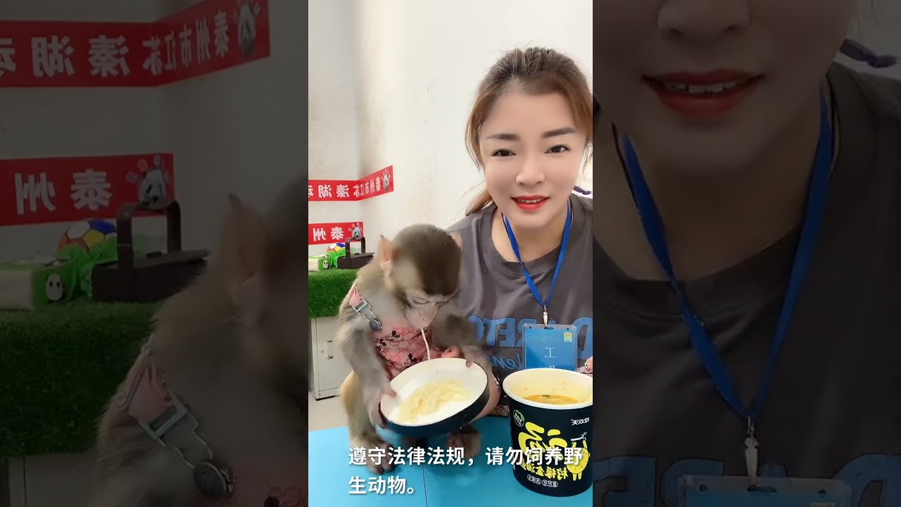 Best Monkey Baby monkey Animals monkeys Cute Monkey videos #Shorts 164