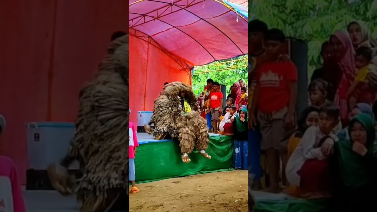 can macanan singo raung cilik atraksi salto dari atas panggung