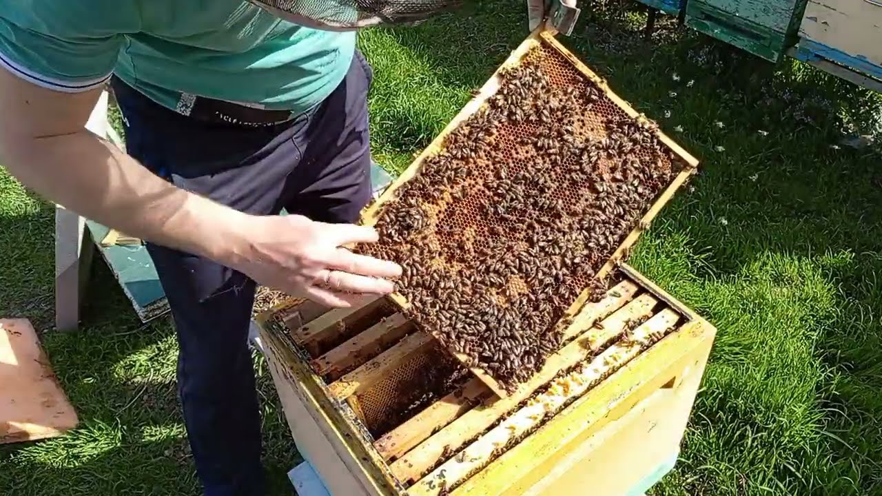 Апрель Первые Признаки расширения и как по Разному Расширяю пчелиные гнезда.