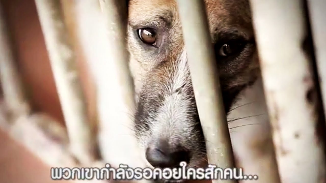 มู่ลี่ ... จากหมาถูกทิ้ง สู่ชีวิตใหม่ในบ้านที่อบอุ่น