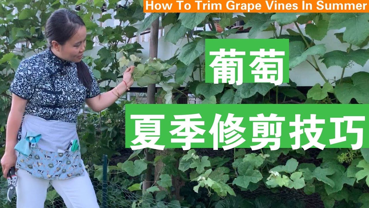 [ENG SUB] 葡萄夏季修剪六个步骤 Six Steps To Trim Grape Vines In Summer