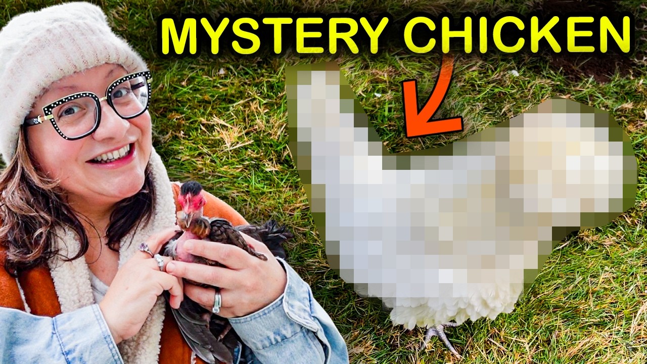 Слишком уж заманчиво. Теперь у меня есть новые РЕДКИЕ цыплята! 😫🤪🐔