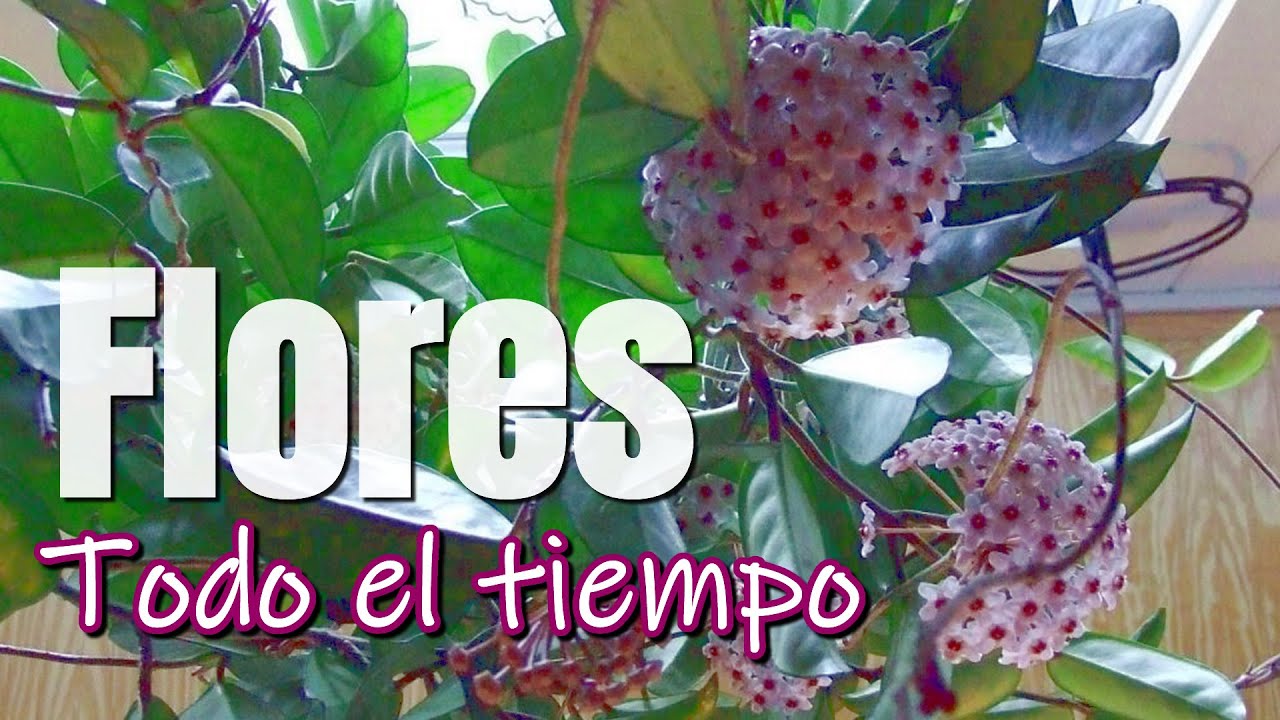 El secreto para que la FLOR DE CERA (hoya carnosa) crezca y florezca