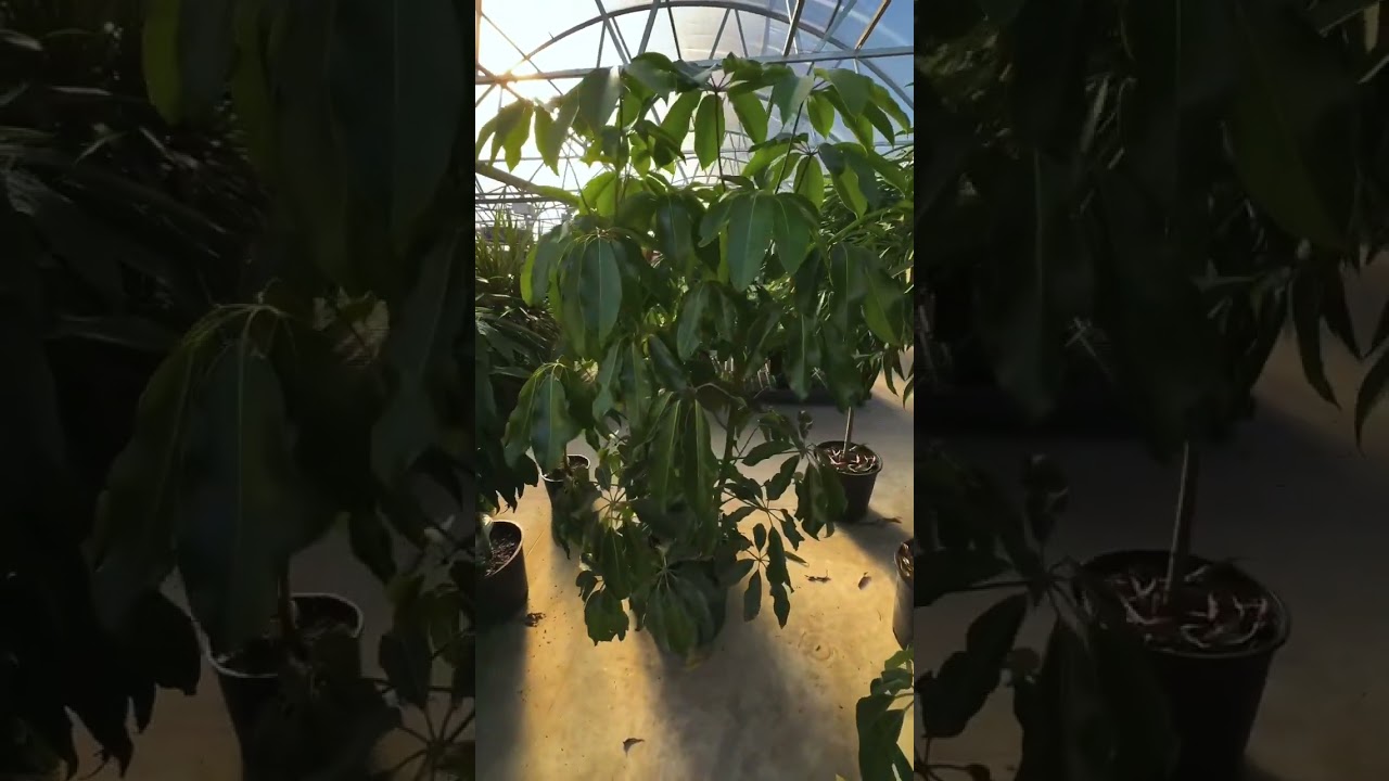 Schefflera Amate Plant Care #houseplants