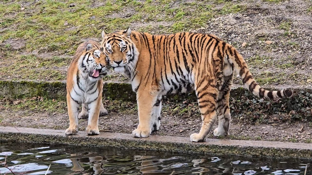 Tiger Jegor & Ahimsa🐅#tierparkhellabrunn #tiger #tigeralltag