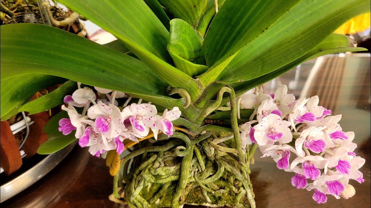 Vì Sao Người Miền Tây Ít Chưng Hoa Lan Vào Ngày Tết 