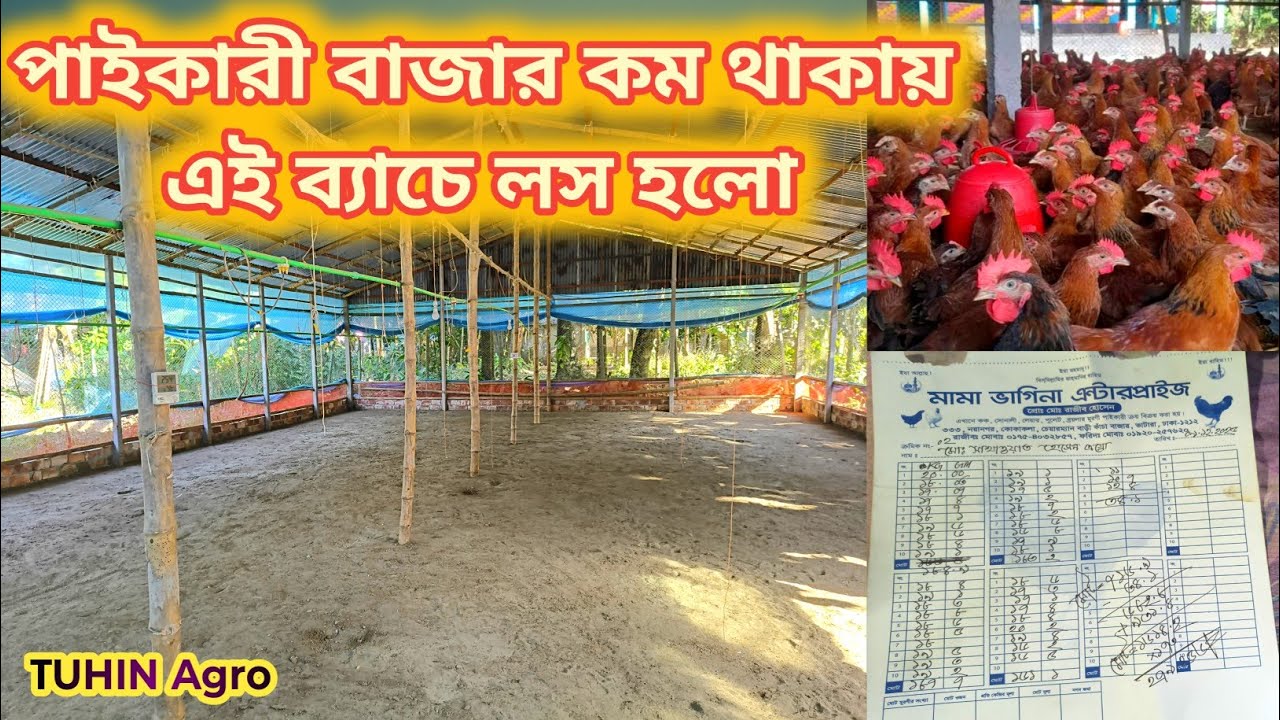 সোনালি সুপার হাইব্রিড মুরগিতে এই ব্যাচে মোট কতটাকা লস হলো?
