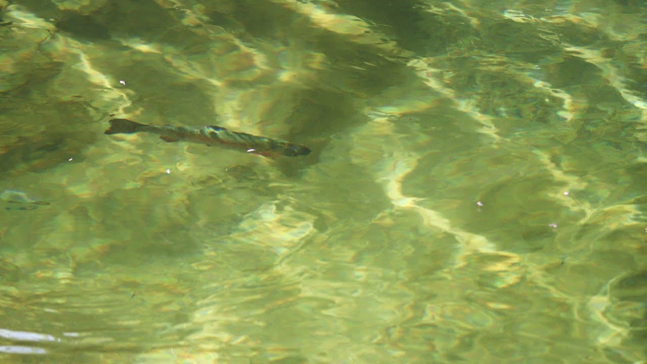 The Wild Side: A Documentary on Vermont's Trout