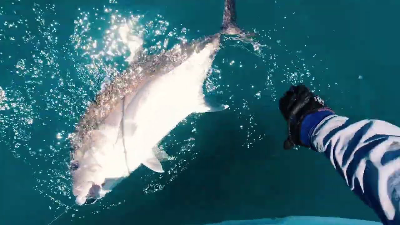 Amazing Fishing an Island Ledge  #fishing #fish #fishingfish #worldfishing #worldfish