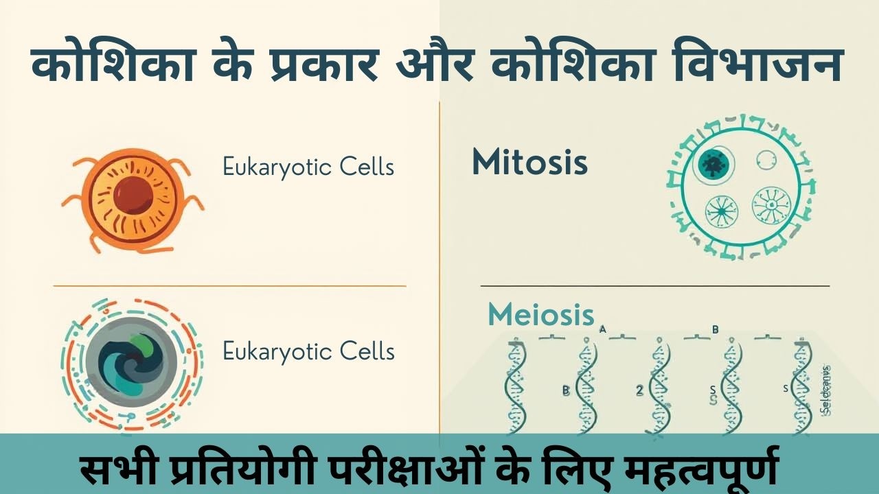 कोशिका के प्रकार और कोशिका विभाजन | Types of Cell and cell division