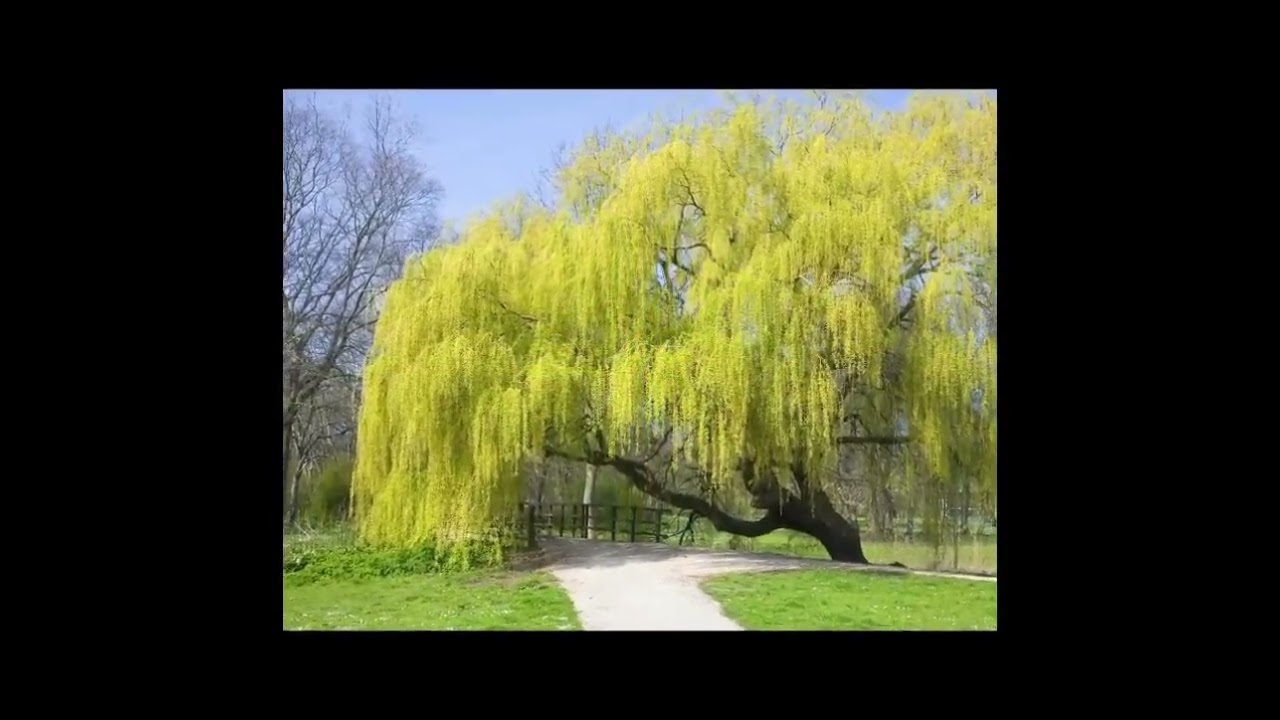 WILLOWS WEEPING (Ron Denton) - Symphonia Orchestra/Curt Andersen - CBL 419
