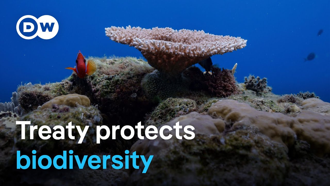 Global high seas protection treaty comes into force | DW News