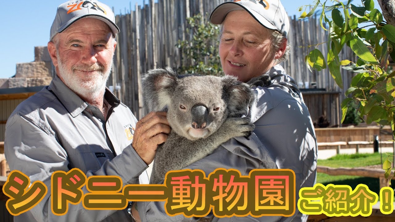 【動物園スタッフと行く】解説付き　シドニー動物園のご紹介‼ / Sydney Zoo