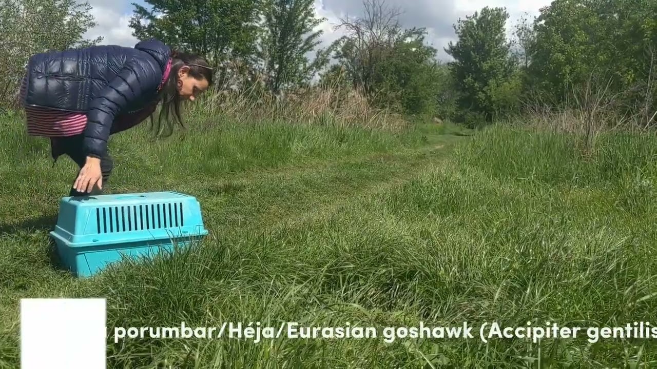 Zbor de mai / Májusi repülés / May flight