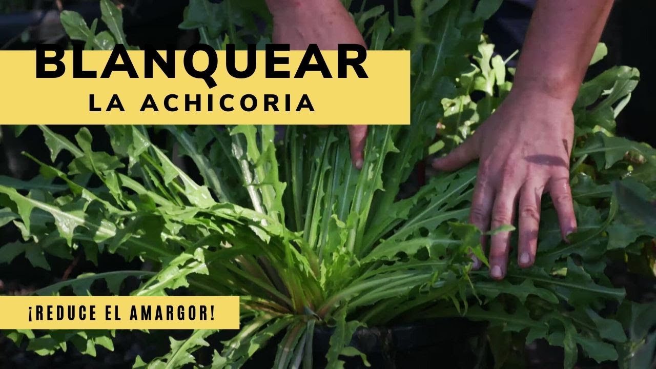 C&oacute;mo blanquear o reducir el amargor de la achicoria - Bricoman&iacute;a - Jardinatis