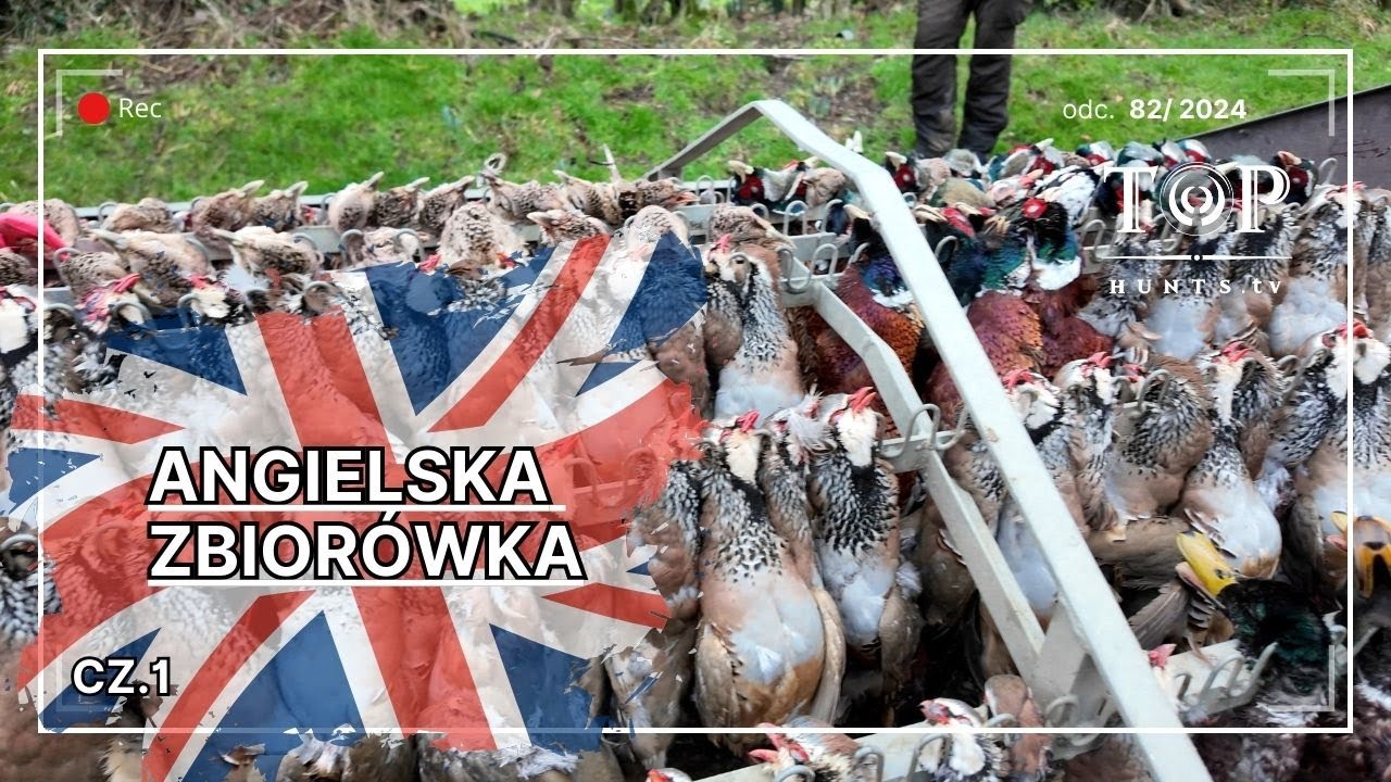 Polowanie zbiorowe w Anglii 240 szt. na rozkładzie!