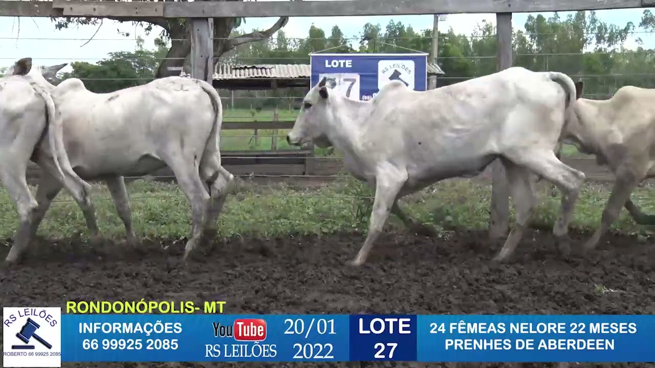 LOTE 27 - 24 F&Ecirc;MEAS NELORE 22 MESES PRENHES DE ABERDEEN