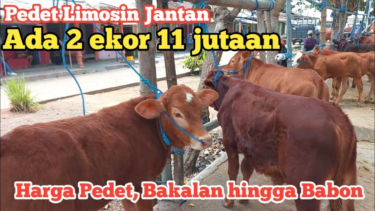 Review Harga Sapi semua spek di pasar Gondanglegi Malang