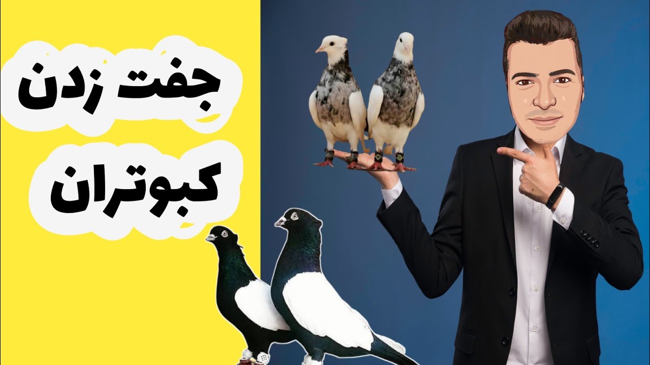 جفت زدن کبوترونقش کردن کبوتران