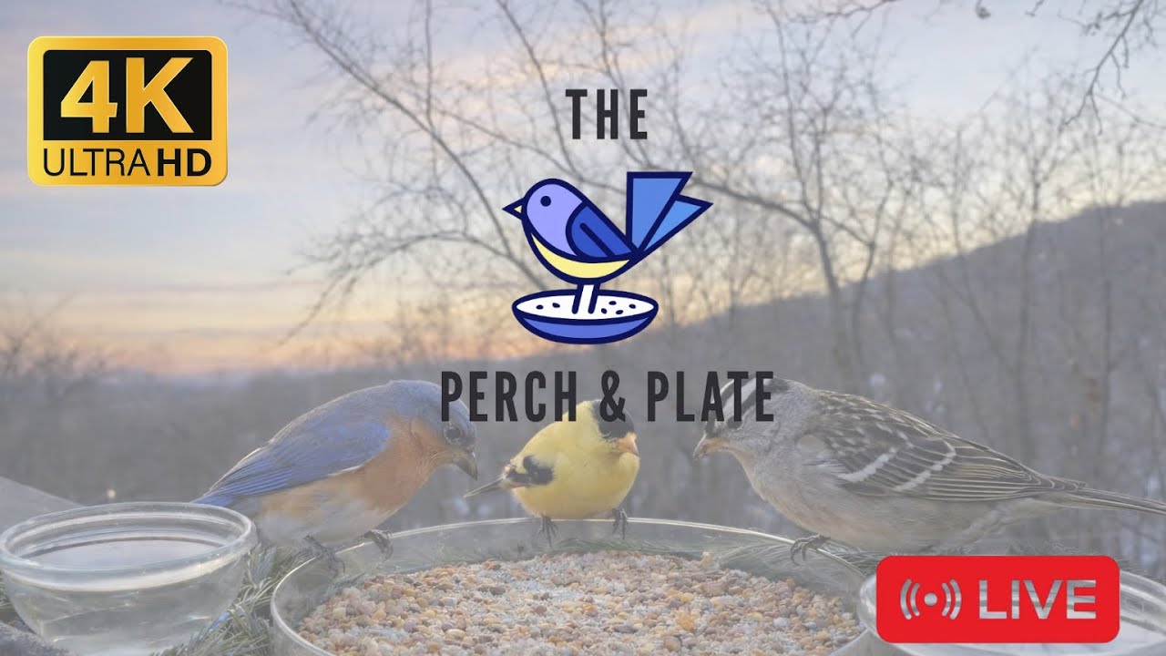 LIVE: Relaxing Bird TV 🪶 Hudson Valley Winter Feeder 4K HD