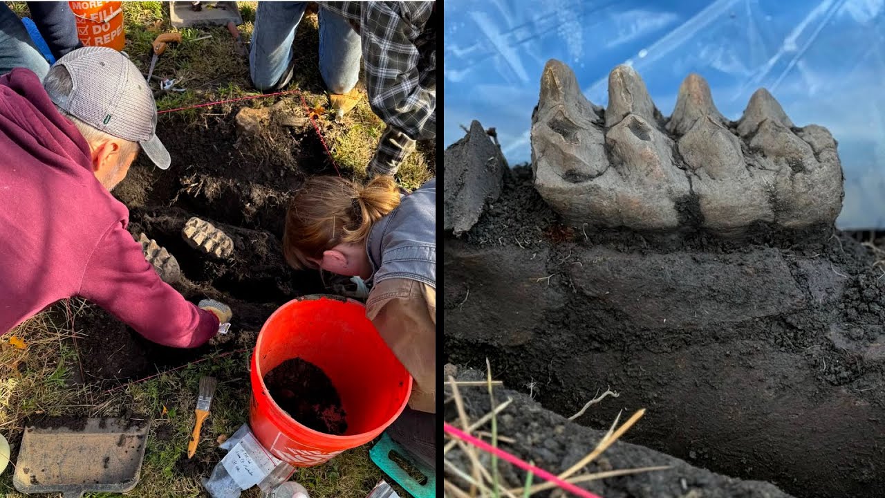 Mastodon Jaw Found in New York Backyard