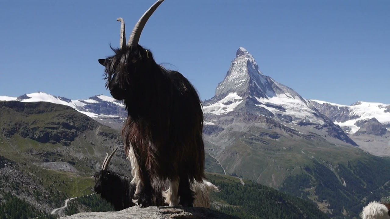 Blauherd & Stellisee