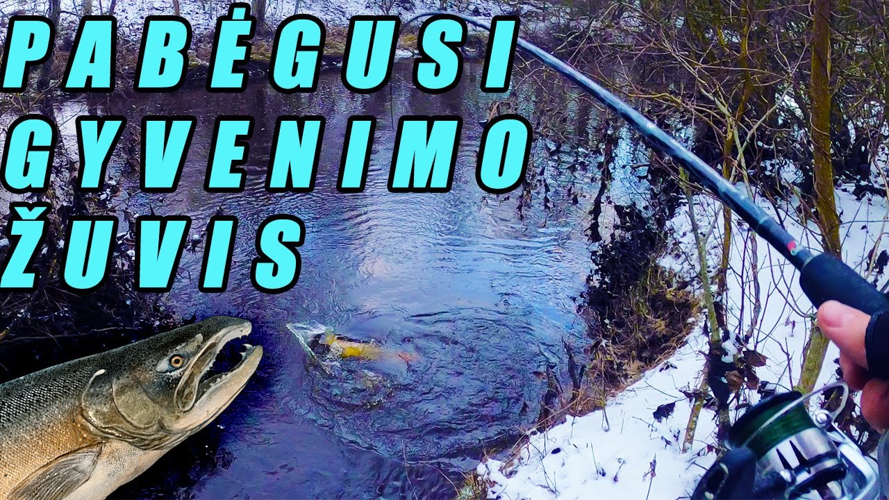 Šlakių žvejybos Odisėja ir Pabėgusi gyvenimo žuvis