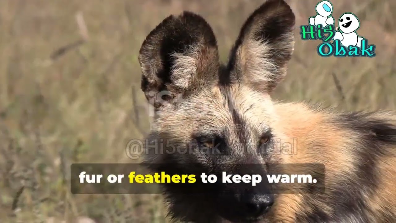 Ocean Animals vs Land Animals || Fascinating Differences || # hi5obak