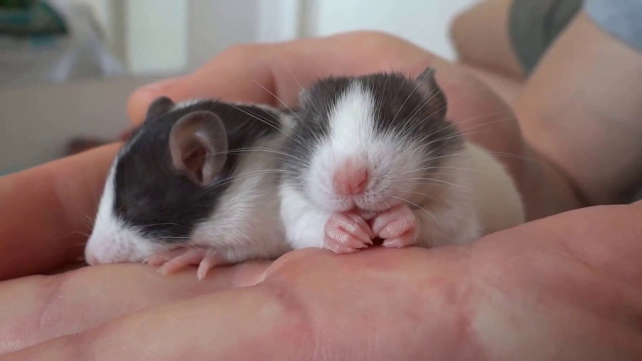 Most adorable sleeping baby rats 🐭
