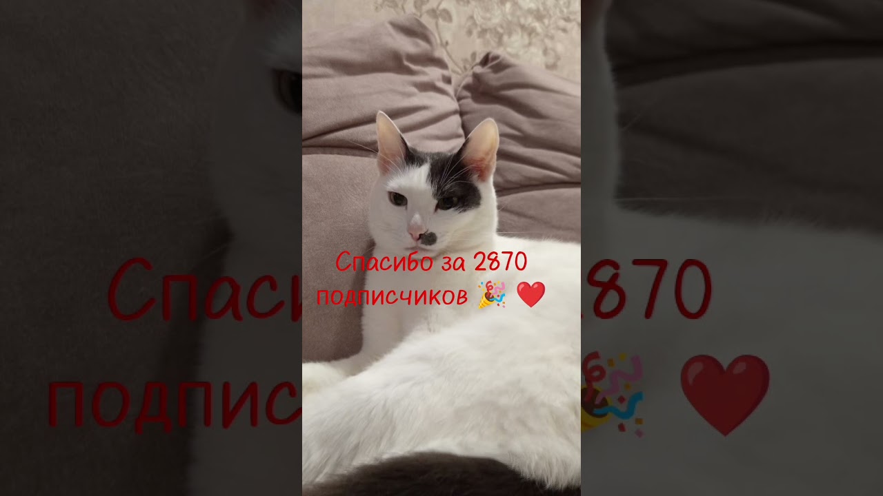 #cat