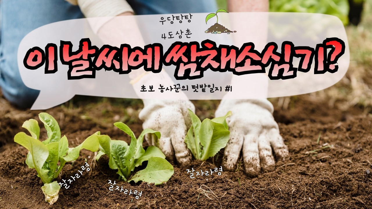[텃밭 3] 쌈채소 3월 텃밭에 안심으면 손해? | 로메인 상추 | 적생채 | 적겨자 | 루꼴라 | 쑥갓 | 부직포 터널 | 강선활대 | 붕사 | 월동쪽파 | 장열대파