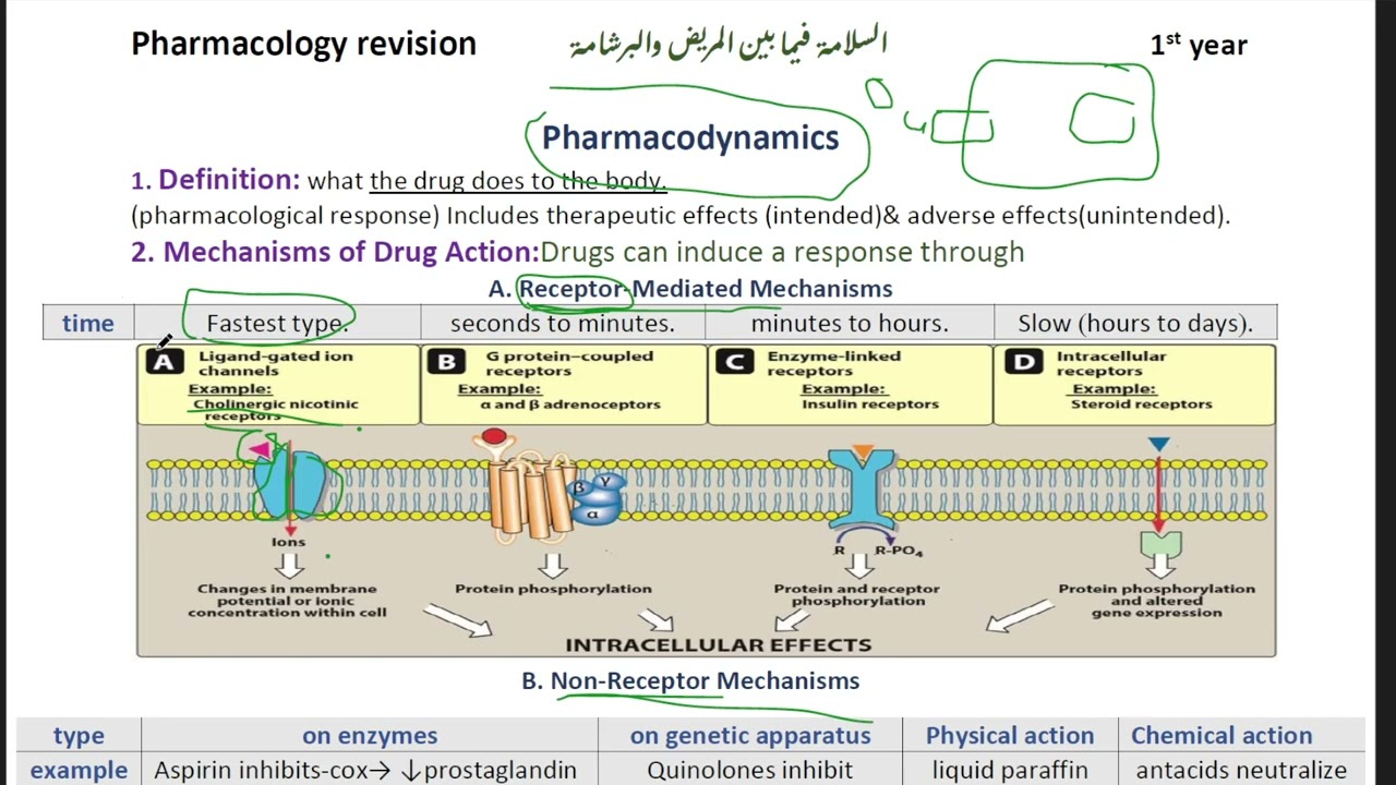 السلامة فيما بين المريض والبرشامة Part 1 Pharmacodynamics | Pharmacology revision | KSIU