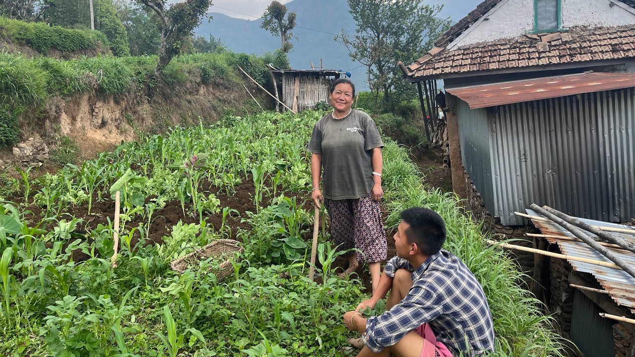 Traditional agriculture in village|| village lifestyle|| village vlog || rural nepal