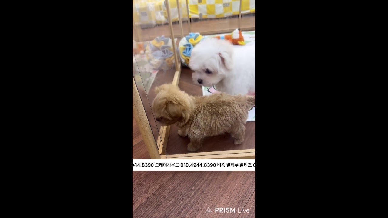 함께있어줄개 라이브 방송