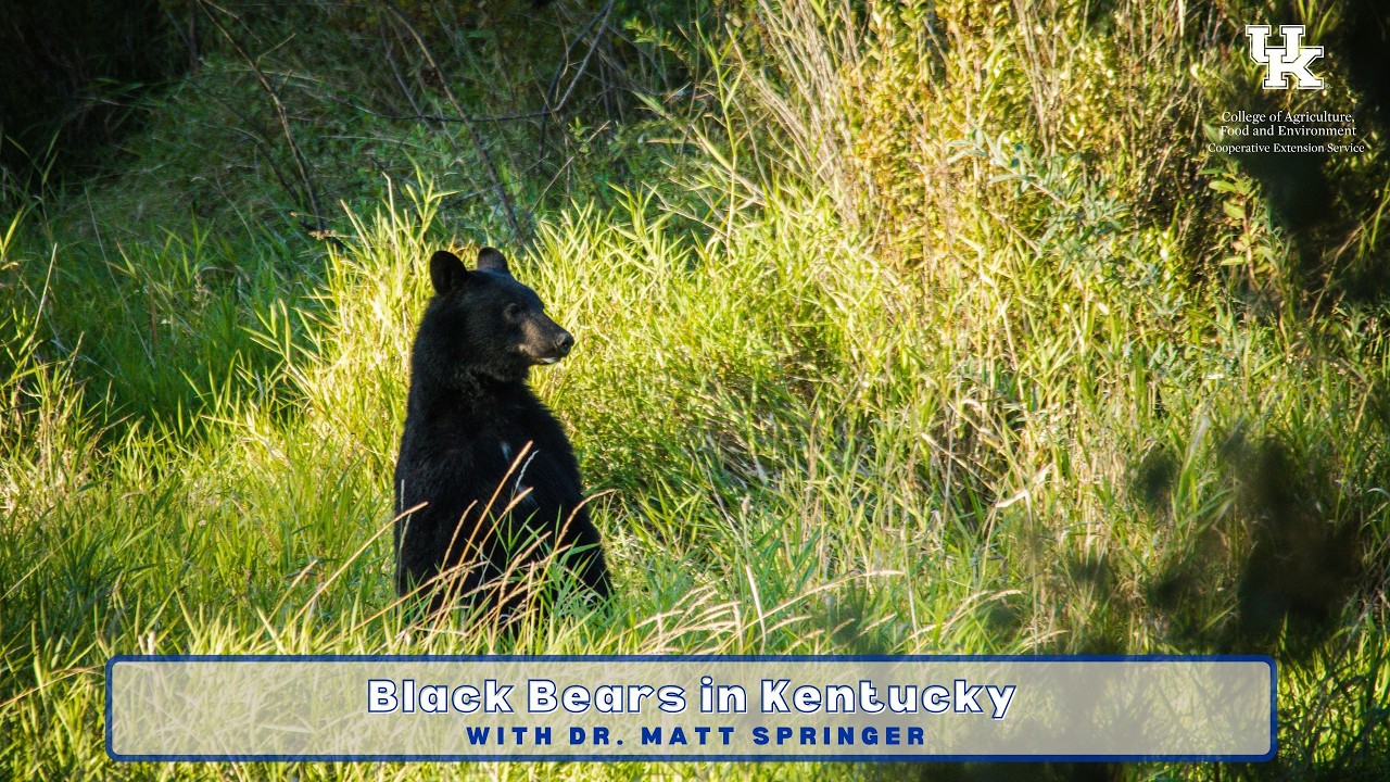 Black Bears in Kentucky