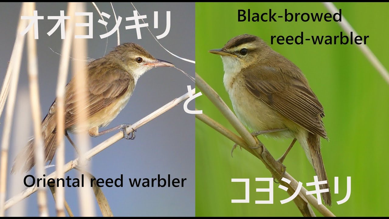 オオヨシキリとコヨシキリ　Oriental reed warbler&Black-browed reed warbler