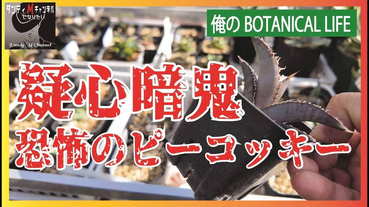【恐怖】アガベ　オテロイに紛れているピーコッキー　「四国ガーデン」だけではなかった！怪しい株を見ていきます