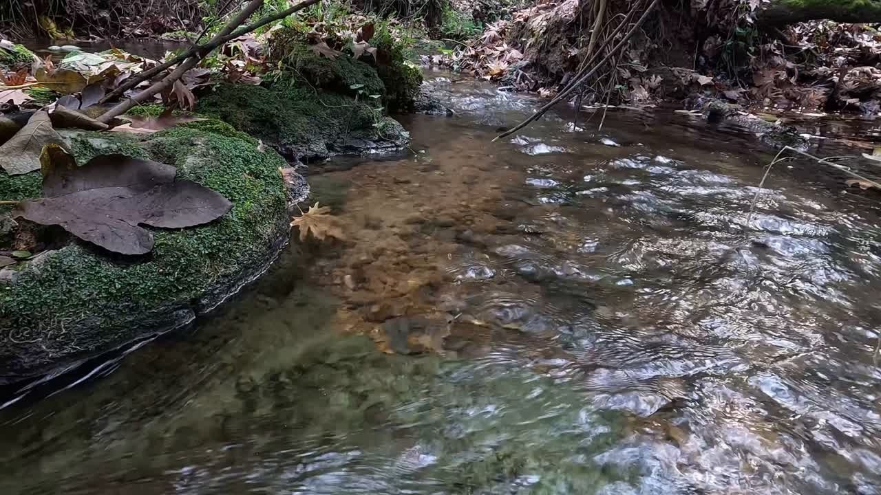 Forest Creek ASMR 🌊 Natural Flowing Water Sounds for Deep Relaxation (10 Min)