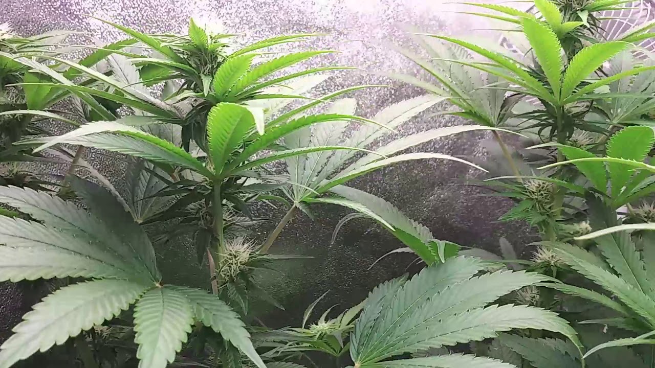 Flowering Week 4 - 2 Plants Hermie'd!!!!