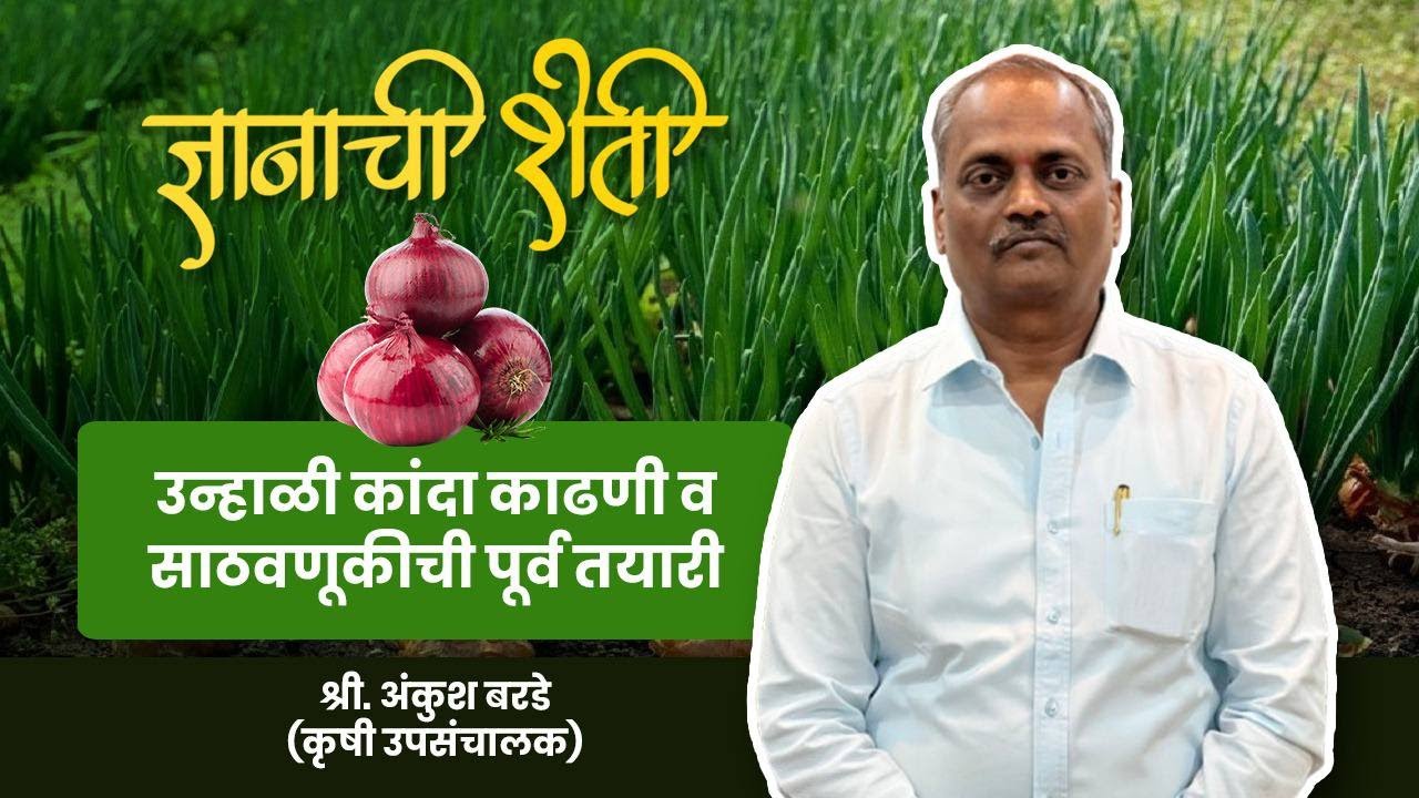 उन्हाळी कांद्याची ६ महिने साठवणूक करा @ सुधारित तंत्र @ residuefree #sustainable @ dnyanachisheti 