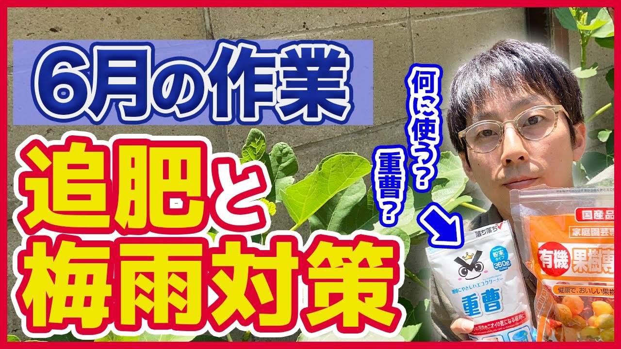 【いちじく】６月は追肥の時期ですよ！梅雨入り前に知っておきたい無農薬栽培の方法について（育て方）