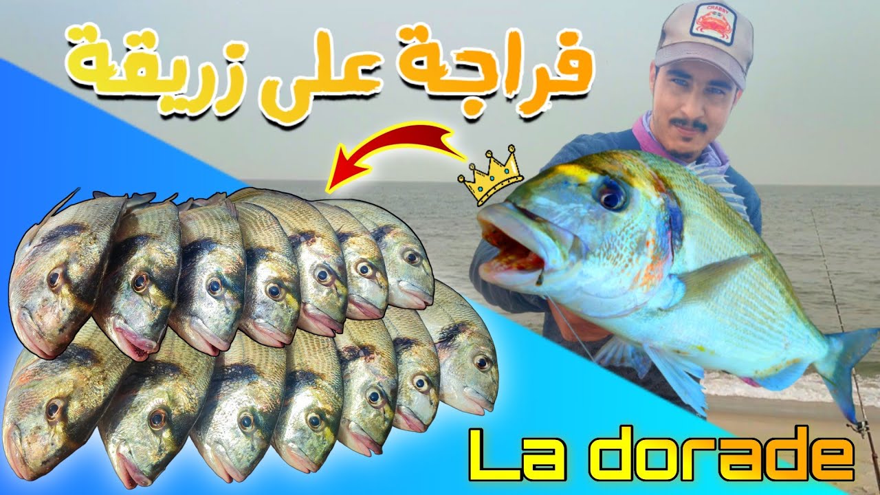 فراجة ولا في الأحلام 😍 على السمكة الملكية 👑(الدوراد أمون زريقة المحرقصة الدنيس بيسني) dorade 🦀crabe