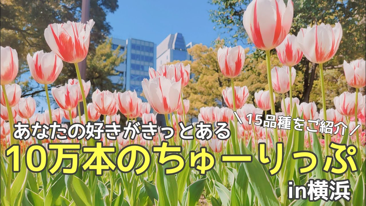 15品種を一挙紹介/10万本のチューリップ🌷来シーズンの参考にぜひご覧ください！！/チューリップ人気投票/花壇展の写真も必見です！（コメント欄からぜひ！）