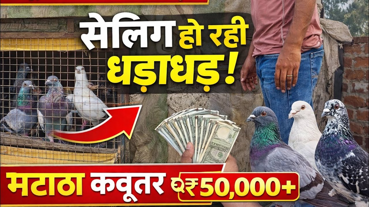 कबूतर बेचकर कमाई 💸 | मटान कबूतर ₹50,000+ में बिक रहे हैं 😱