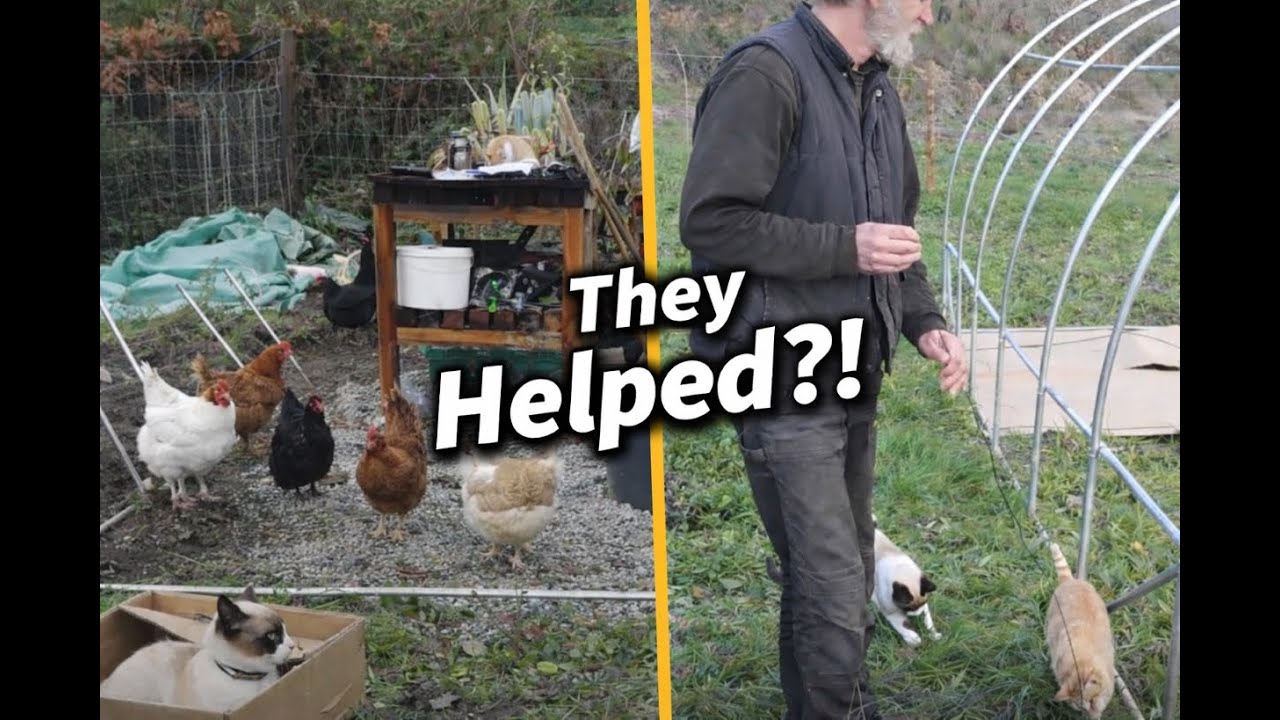 Building a New Polytunnel While Cats & Chickens “Help” 🐔😼  Portugal Off Grid Farm Ep. 76